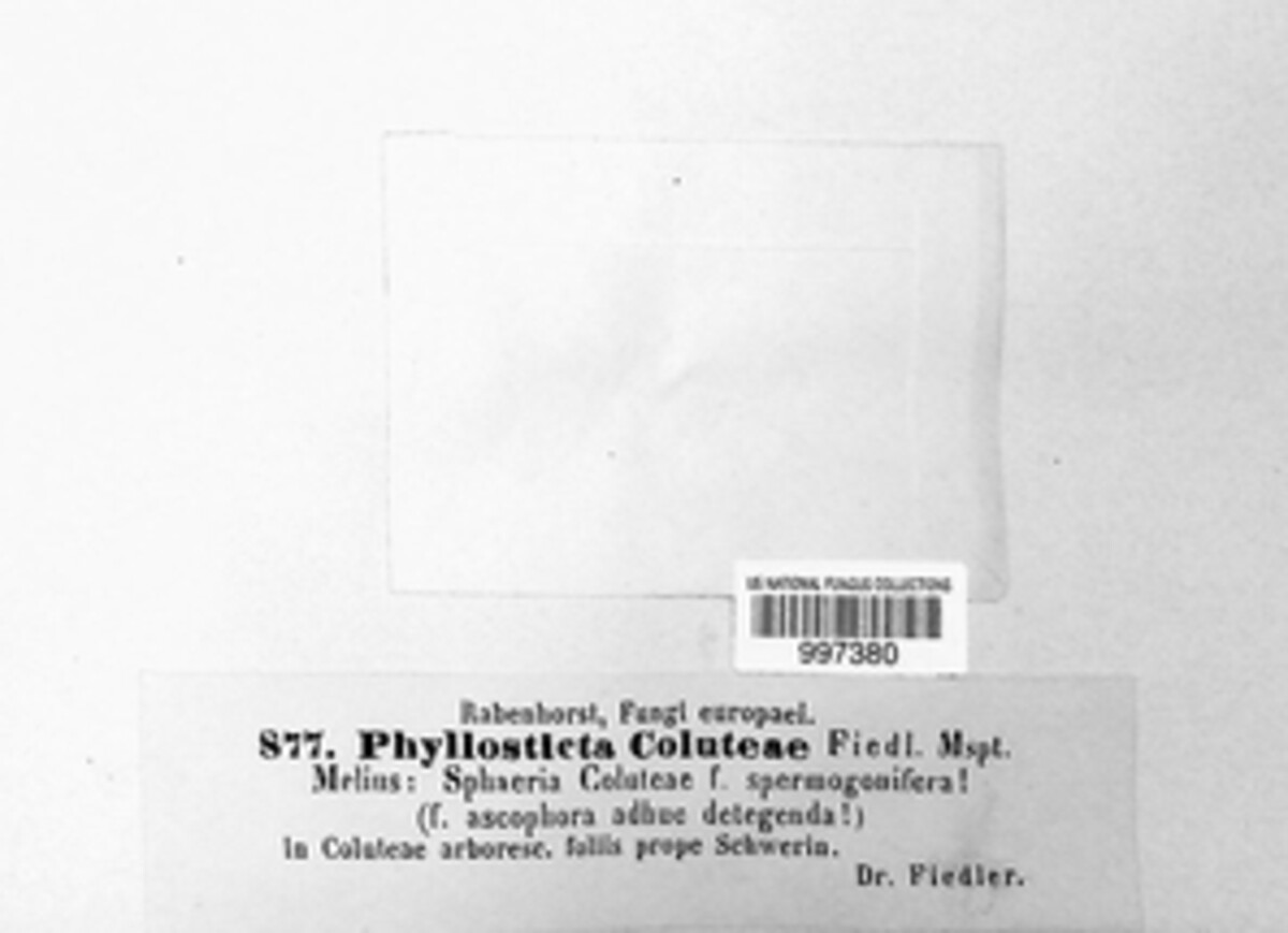 Phyllosticta coluteae image